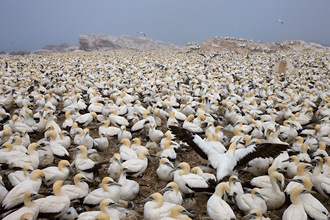 CAPE GANNETS, SOUTH AFRICA
